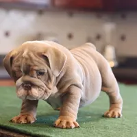 Elon, a male English Bulldog for sale in Kernersville, NC – Photo 9 of 10