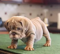 Elon, a male English Bulldog for sale in Kernersville, NC – Photo 9 of 10