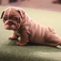 Elon, a male English Bulldog for sale in Kernersville, NC – Photo 4 of 10