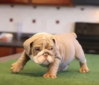 Elon, a male English Bulldog for sale in Kernersville, NC – Photo 10 of 10