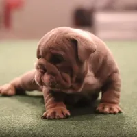 Elon, a male English Bulldog for sale in Kernersville, NC – Photo 6 of 10