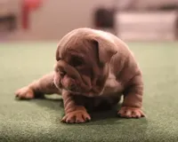 Elon, a male English Bulldog for sale in Kernersville, NC – Photo 6 of 10