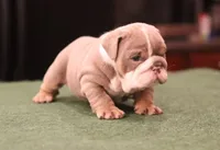 Elon, a male English Bulldog for sale in Kernersville, NC – Photo 8 of 10