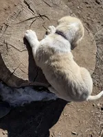 processed/b1c9072f-f992-46ec-843c-138ba6c07d58/listing/2797508d-9edf-4fdb-94d0-972a133043c8/d6a2cbe3-e7b9-4128-a042-07c211fac63f