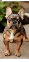 Oliver "Ollie", a male French Bulldog for sale in Blue Springs, MO – 2 of 3