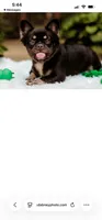 Duchess, a female French Bulldog for sale in Blue Springs, MO – 4 of 6