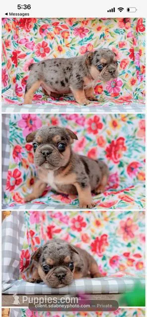 Oliver "Ollie" – French Bulldog puppy for sale in Blue Springs, MO