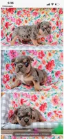 Oliver "Ollie", a male French Bulldog for sale in Blue Springs, MO – 1 of 1