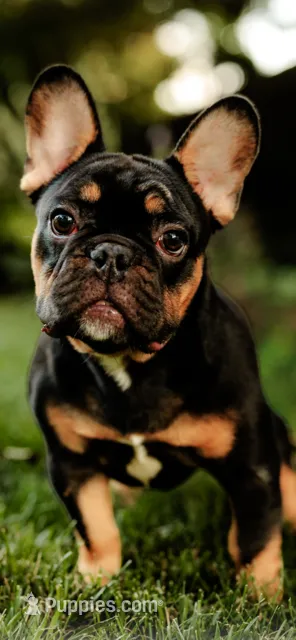Romeo – French Bulldog puppy on hold in Blue Springs, MO