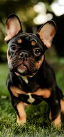 Romeo, a male French Bulldog for sale in Blue Springs, MO – 1 of 3