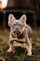 Lily, a female French Bulldog for sale in Blue Springs, MO – Photo 1 of 2