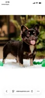 Duchess, a female French Bulldog for sale in Blue Springs, MO – 2 of 6