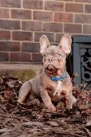 Jacob, a female French Bulldog for sale in Blue Springs, MO – Photo 1 of 3