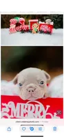 Jacob, a female French Bulldog for sale in Blue Springs, MO – Photo 3 of 3