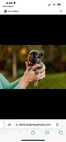 Oscar, a male French Bulldog for sale in Blue Springs, MO – Photo 2 of 2