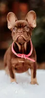 Spicey, a female French Bulldog for sale in Blue Springs, MO – Photo 3 of 3