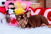 Spicey, a female French Bulldog for sale in Blue Springs, MO – Photo 2 of 3