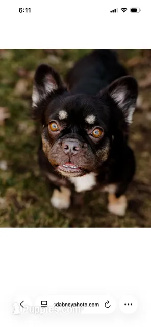 Duchess – French Bulldog puppy for sale in Blue Springs, MO