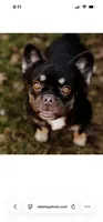 Duchess, a female French Bulldog for sale in Blue Springs, MO – 1 of 2