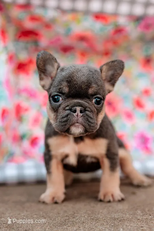 Maria – French Bulldog puppy for sale in Blue Springs, MO