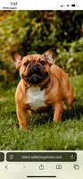 Annie, a female French Bulldog for sale in Blue Springs, MO – Photo 1 of 4