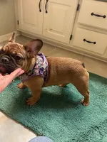 Annie, a female French Bulldog for sale in Blue Springs, MO – Photo 4 of 4