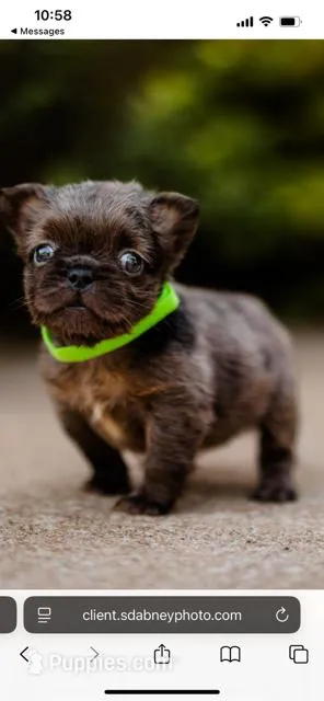 Hermione, a female French Bulldog for sale in Blue Springs, MO – Photo 1 of 1