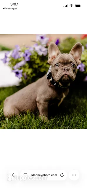 Max – French Bulldog puppy for sale in Blue Springs, MO