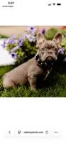 Max, a male French Bulldog for sale in Blue Springs, MO – 1 of 2