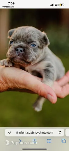 Princess Penelope, a female French Bulldog for sale in Blue Springs, MO – Photo 1 of 1