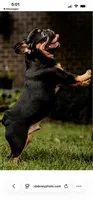 Romeo, a male French Bulldog for sale in Blue Springs, MO – 2 of 3