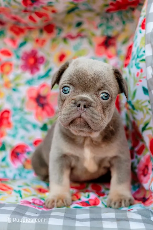 Max – French Bulldog puppy for sale in Blue Springs, MO