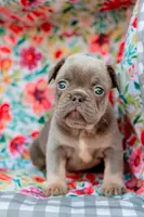 Max, a male French Bulldog for sale in Blue Springs, MO – Photo 1 of 2