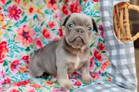 Max, a male French Bulldog for sale in Blue Springs, MO – Photo 2 of 2