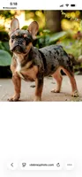 Oliver "Ollie", a male French Bulldog for sale in Blue Springs, MO – 1 of 3