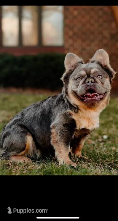 Princess Penelope – French Bulldog puppy for sale in Blue Springs, MO