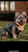 Princess Penelope, a female French Bulldog for sale in Blue Springs, MO – Photo 1 of 3