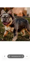 Princess Penelope, a female French Bulldog for sale in Blue Springs, MO – Photo 3 of 3