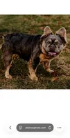 Princess Penelope, a female French Bulldog for sale in Blue Springs, MO – Photo 2 of 3
