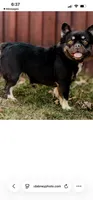Duchess, a female French Bulldog for sale in Blue Springs, MO – 2 of 2