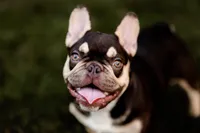 Starsky Testable, a male French Bulldog for sale in Blue Springs, MO – Photo 1 of 2