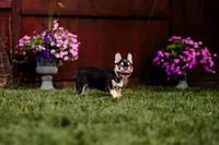 Starsky Testable, a male French Bulldog for sale in Blue Springs, MO – Photo 2 of 2