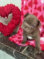 Rojo female, a female French Bulldog for sale in Blue Springs, MO – Photo 2 of 3