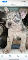 Hunk *Rojo Merle Blue eyes, a male French Bulldog for sale in Blue Springs, MO – Photo 2 of 2