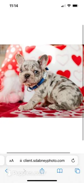 Hunk *Rojo Merle Blue eyes, a male French Bulldog for sale in Blue Springs, MO – Photo 1 of 2