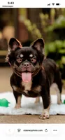 Duchess, a female French Bulldog for sale in Blue Springs, MO – 5 of 6