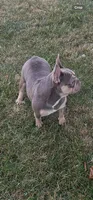 Mindy, a female French Bulldog for sale in Blue Springs, MO – 2 of 2