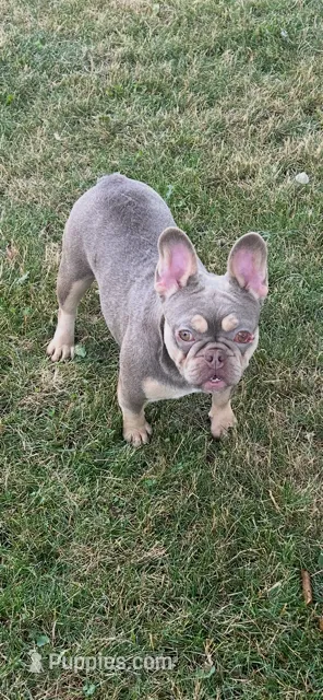 Mindy – French Bulldog puppy for sale in Blue Springs, MO