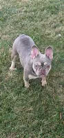 Mindy, a female French Bulldog for sale in Blue Springs, MO – 1 of 2