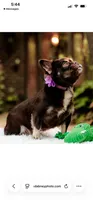 Duchess, a female French Bulldog for sale in Blue Springs, MO – 1 of 6
